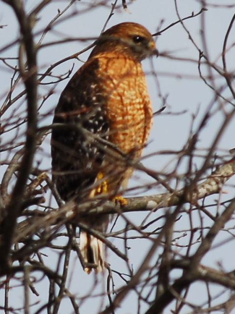 Red-shouldered Hawk
